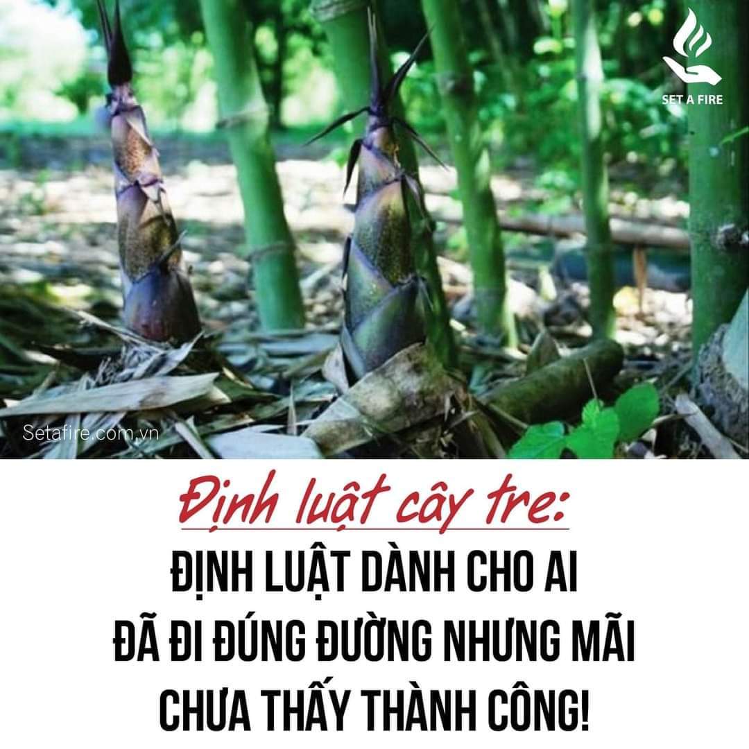 bài học từ cây tre